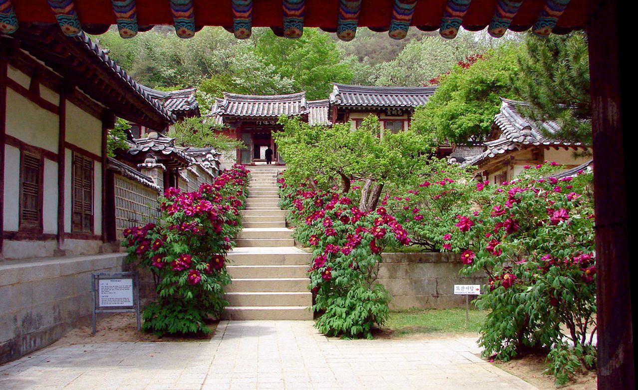 도산서원 마당의 배롱나무 — 여름이면 붉게 피어 단정한 서원에 색을 더한다