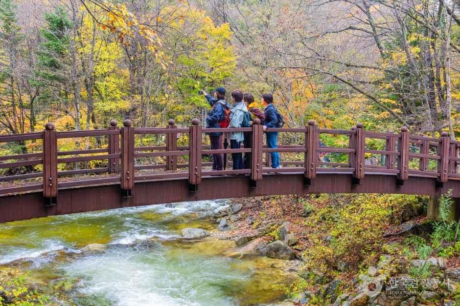 단풍 든 계곡 다리 — 가을 산을 찾은 사람들이 물소리를 들으며 단풍을 굽어본다