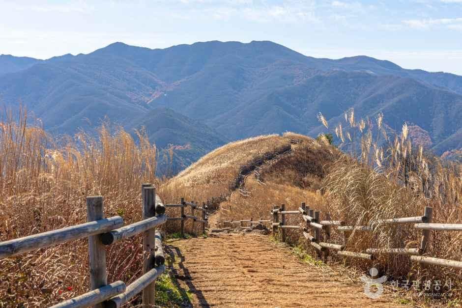 고원 억새 능선 — 은빛 억새가 바람 따라 일렁이는 가을 들녘