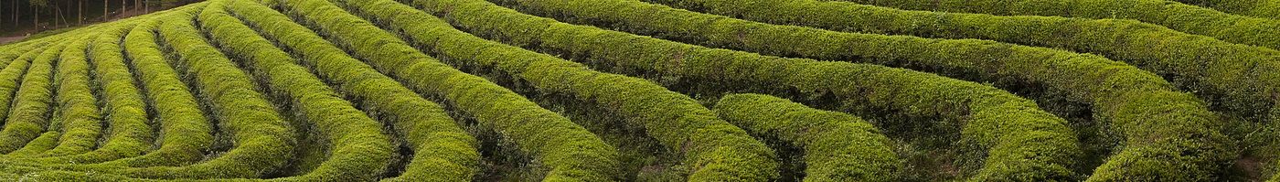 가지런히 다듬은 차나무 이랑이 등고선을 따라 굽이치는 대한다원 계단식 차밭