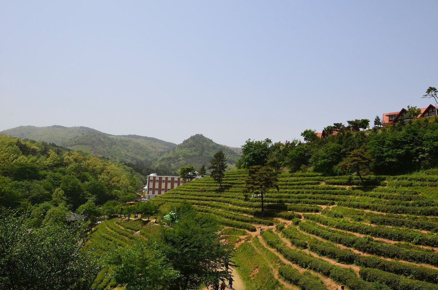 산비탈을 따라 이어지는 대한다원 차밭 — 초록 이랑 사이로 방문객이 걷고 멀리 산자락이 겹겹이 두른다