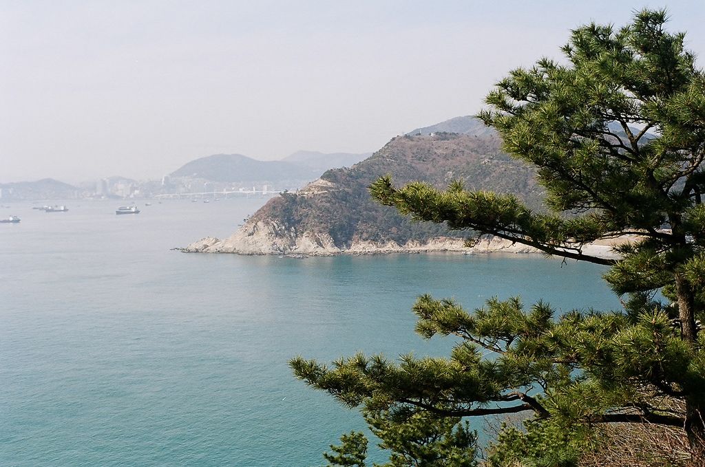 태종대 솔숲 사이로 내려다보이는 해안 곶과 잔잔한 바다, 멀리 떠 있는 섬