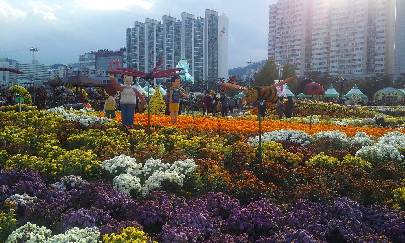 마산 가고파 국화축제 — 마산항 앞 넓은 정원이 가을이면 색색의 국화와 조형물로 뒤덮인다