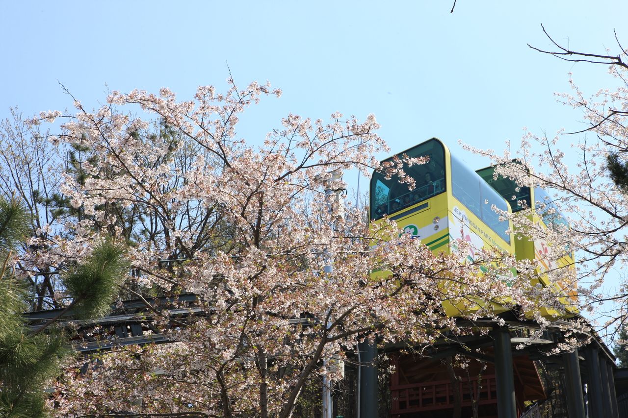 제황산 모노레일카 — 365계단을 대신해 진해탑까지 오르는 노란 모노레일이 벚꽃 사이를 지난다