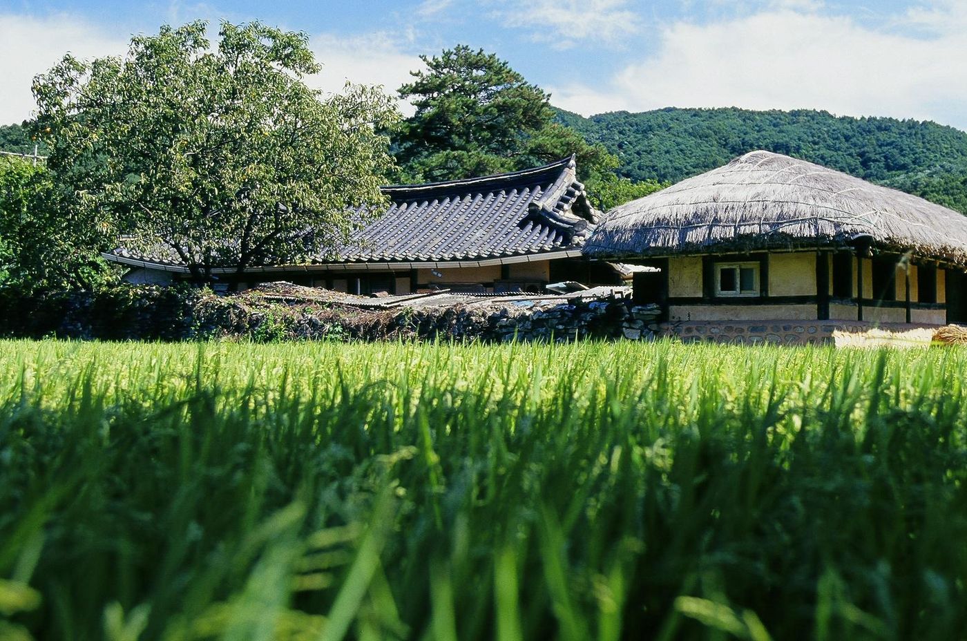 외암민속마을 — 벼가 자란 논 너머로 기와집과 초가집이 나란히 앉아, 아산의 옛 마을 풍경을 그대로 간직한다