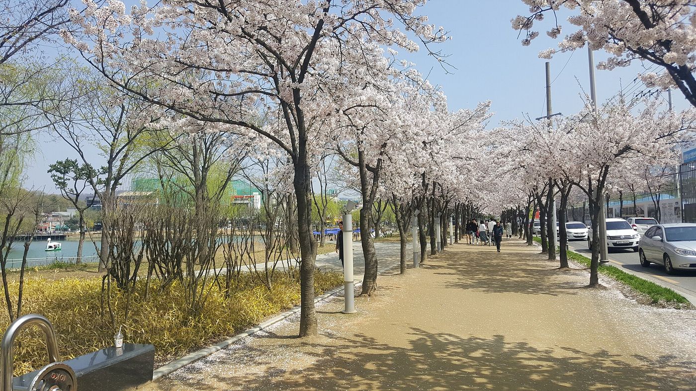 수성못 벚꽃길 — 못가를 두른 벚나무가 봄빛으로 산책로를 밝힌다
