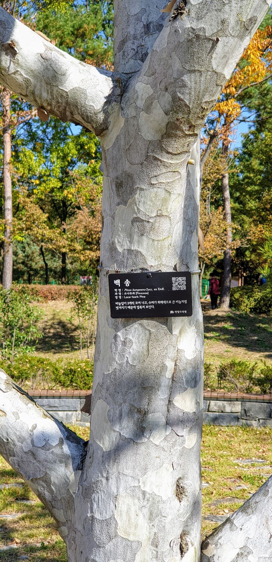서원 한쪽에 자리한 백송, 껍질이 하얗게 벗겨지는 귀한 소나무