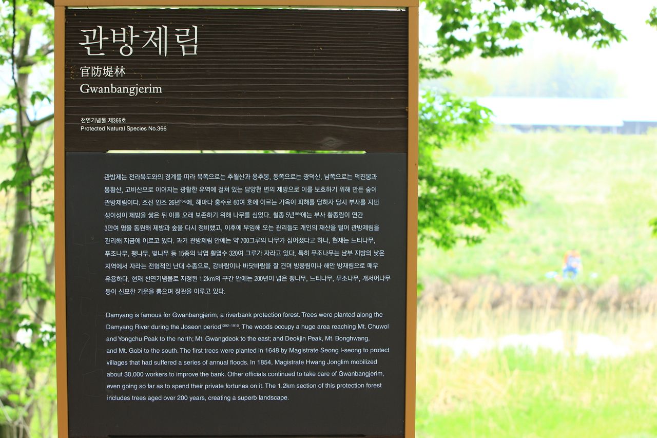 관방제림 — 영산강 둑을 따라 늘어선 수백 년 노거수 그늘길