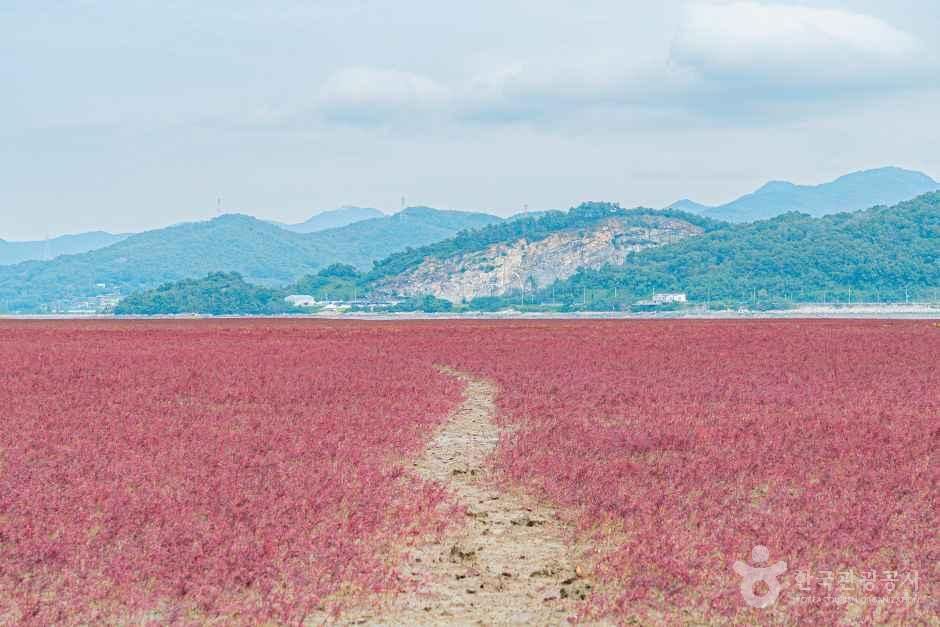 가을이면 붉게 물드는 갯벌의 칠면초 군락 — 염생식물이 펄을 온통 보랏빛 도는 붉은색으로 덮는다
