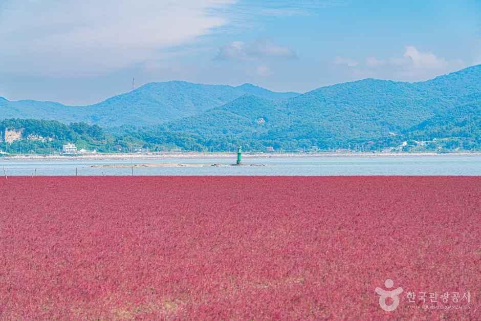 붉게 물든 칠면초 너머로 트인 강화 앞바다 — 가을이면 갯벌이 산과 바다를 배경으로 온통 붉어진다