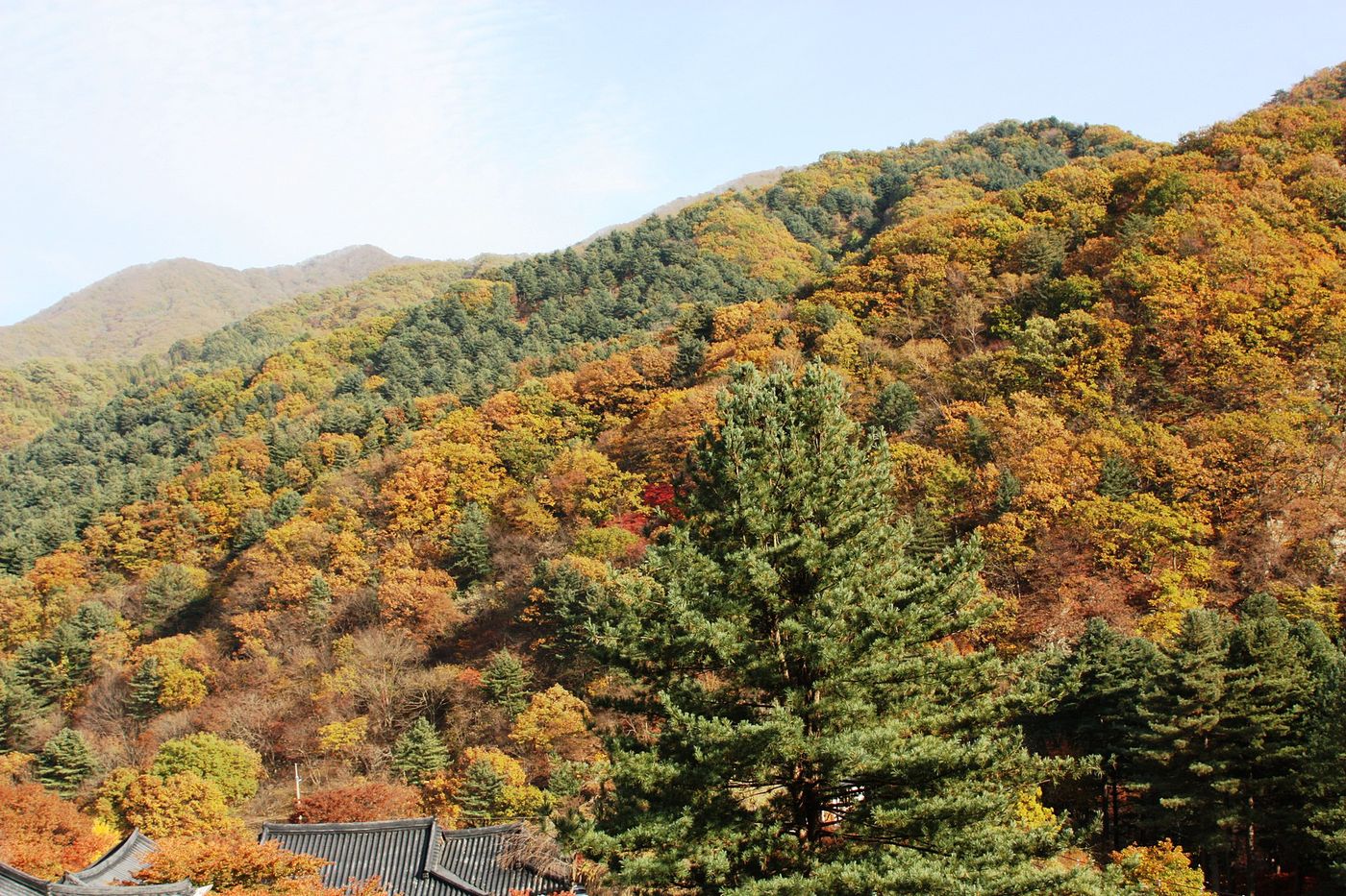 단풍이 산비탈을 물들인 가을의 아침고요수목원