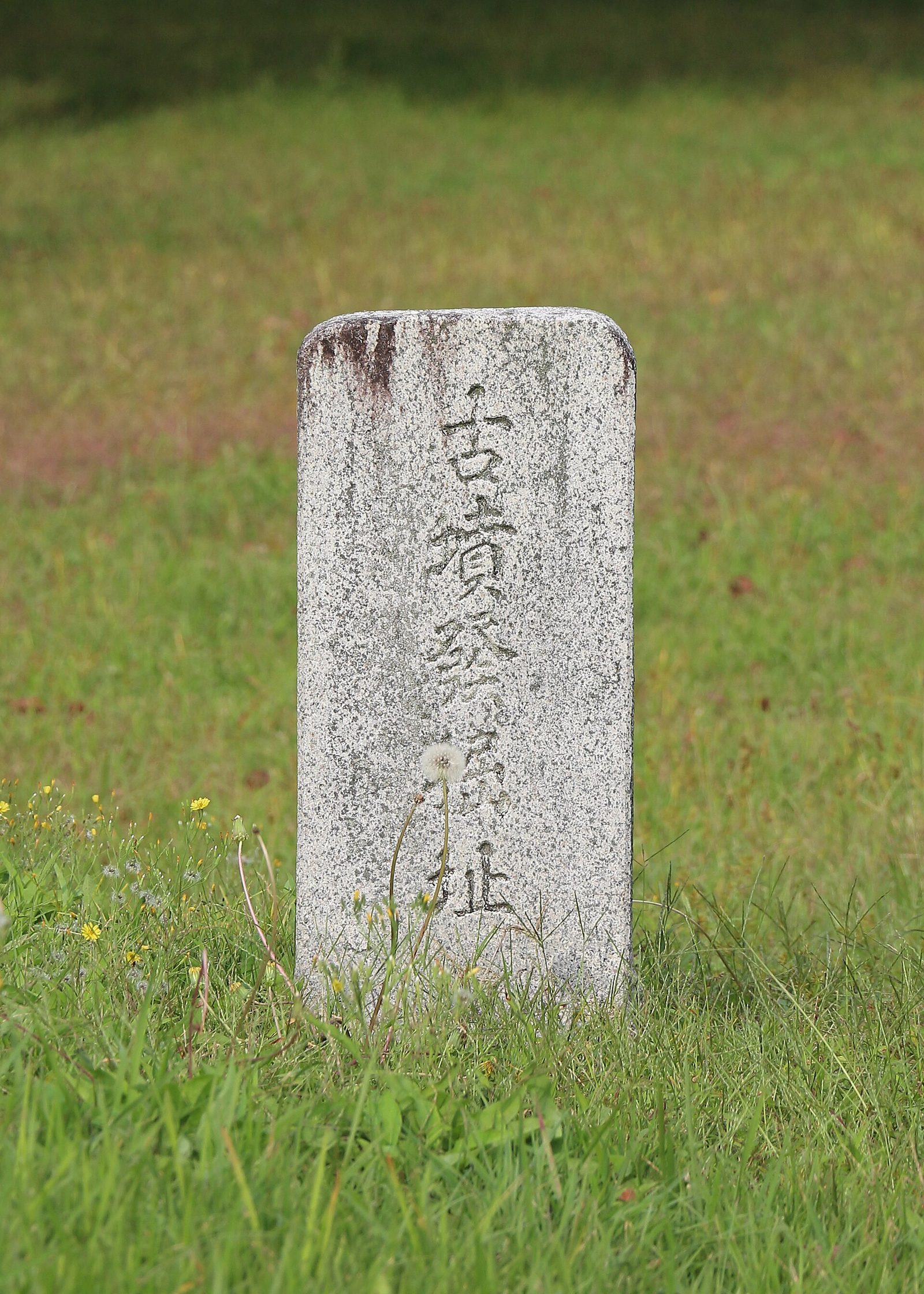 대릉원 — 거대한 고분 사이로 난 길을 걷는다. 안쪽 천마총은 내부를 볼 수 있다