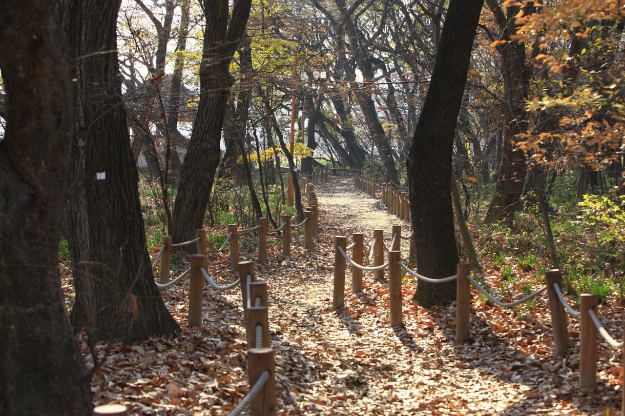 늦가을 상림 — 낙엽이 두껍게 깔린 숲 오솔길