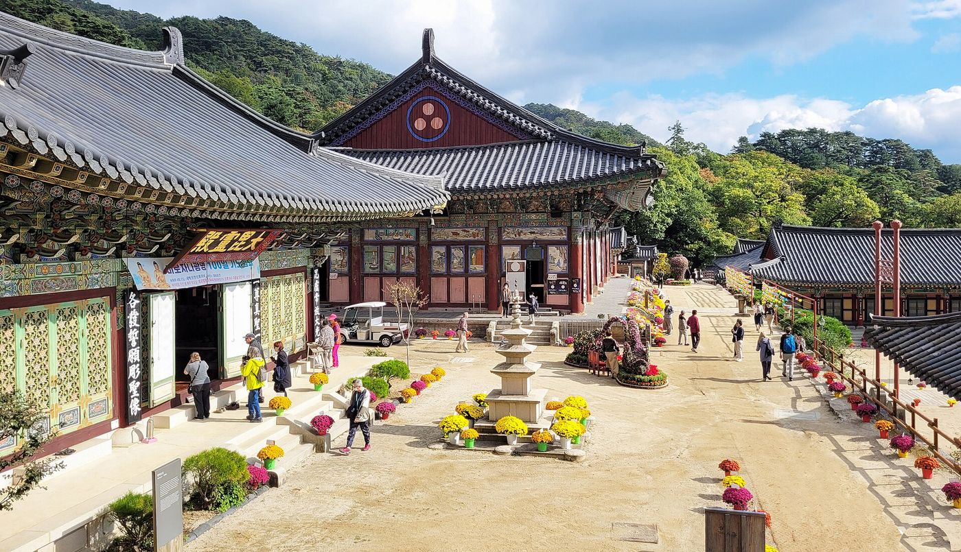 가야산에 안긴 해인사 앞마당 — 삼층석탑 둘레로 가을 국화가 놓였다