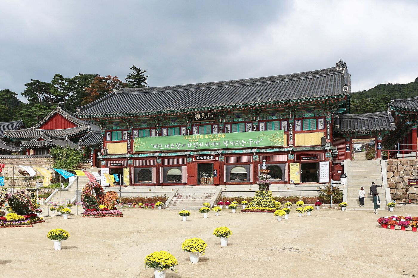 가야산 자락 해인사 구광루 앞마당을 채운 가을 국화