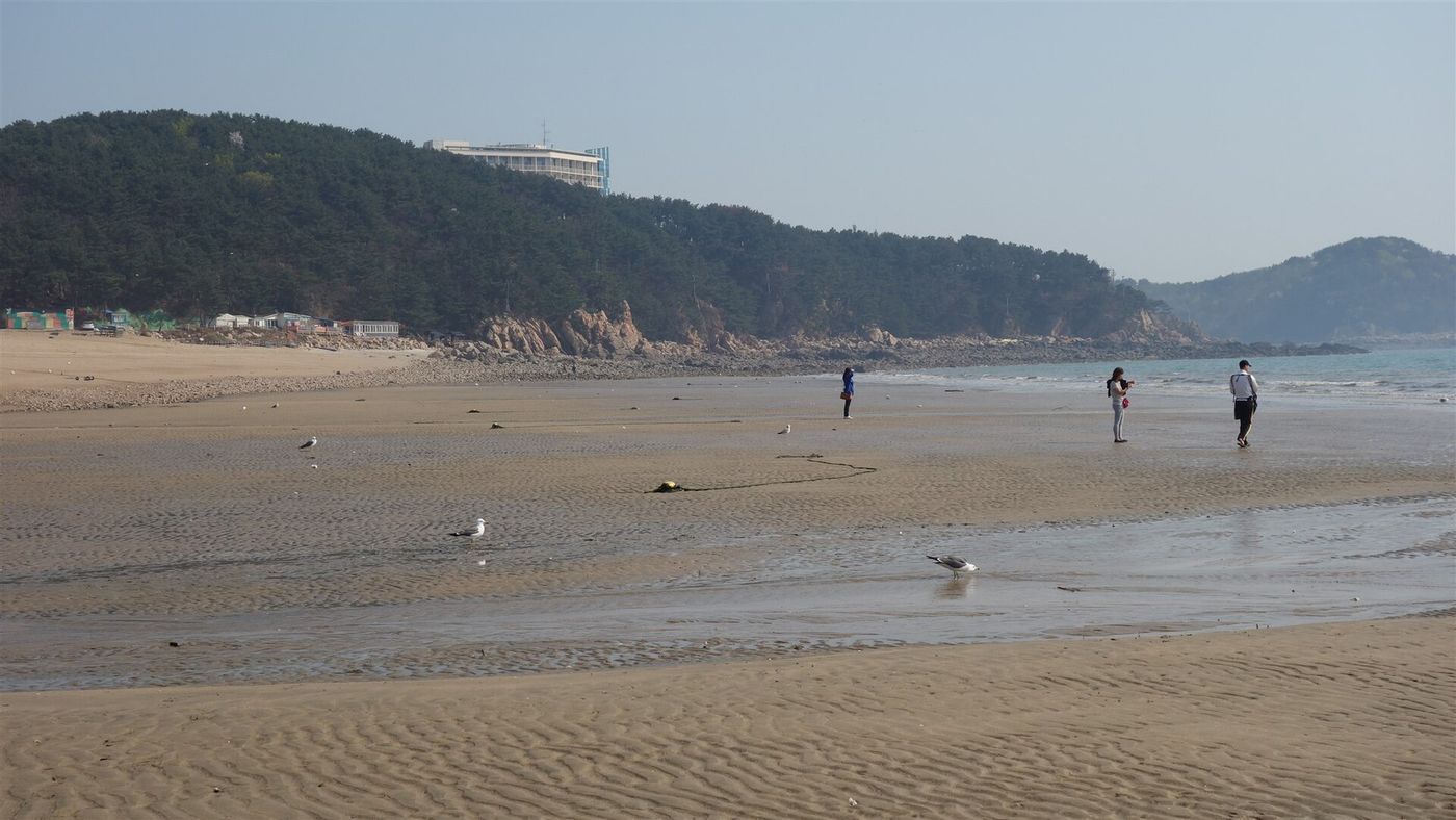 인천공항 옆 왕산해수욕장 — 썰물 진 백사장과 갈매기