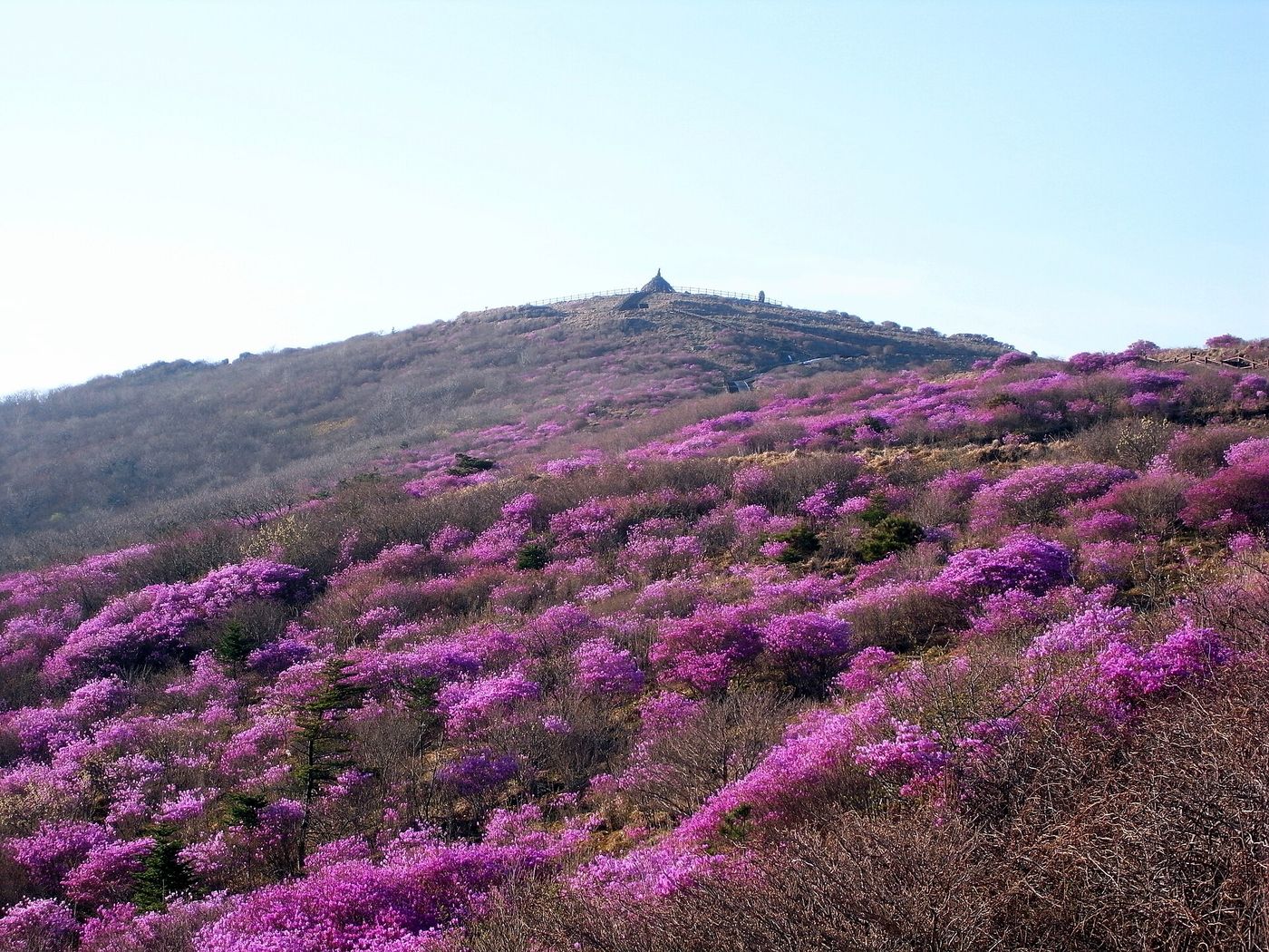 봄이면 분홍빛 봄꽃이 능선을 뒤덮는 지리산 노고단 자락 — 완만한 산마루가 하늘과 맞닿는다