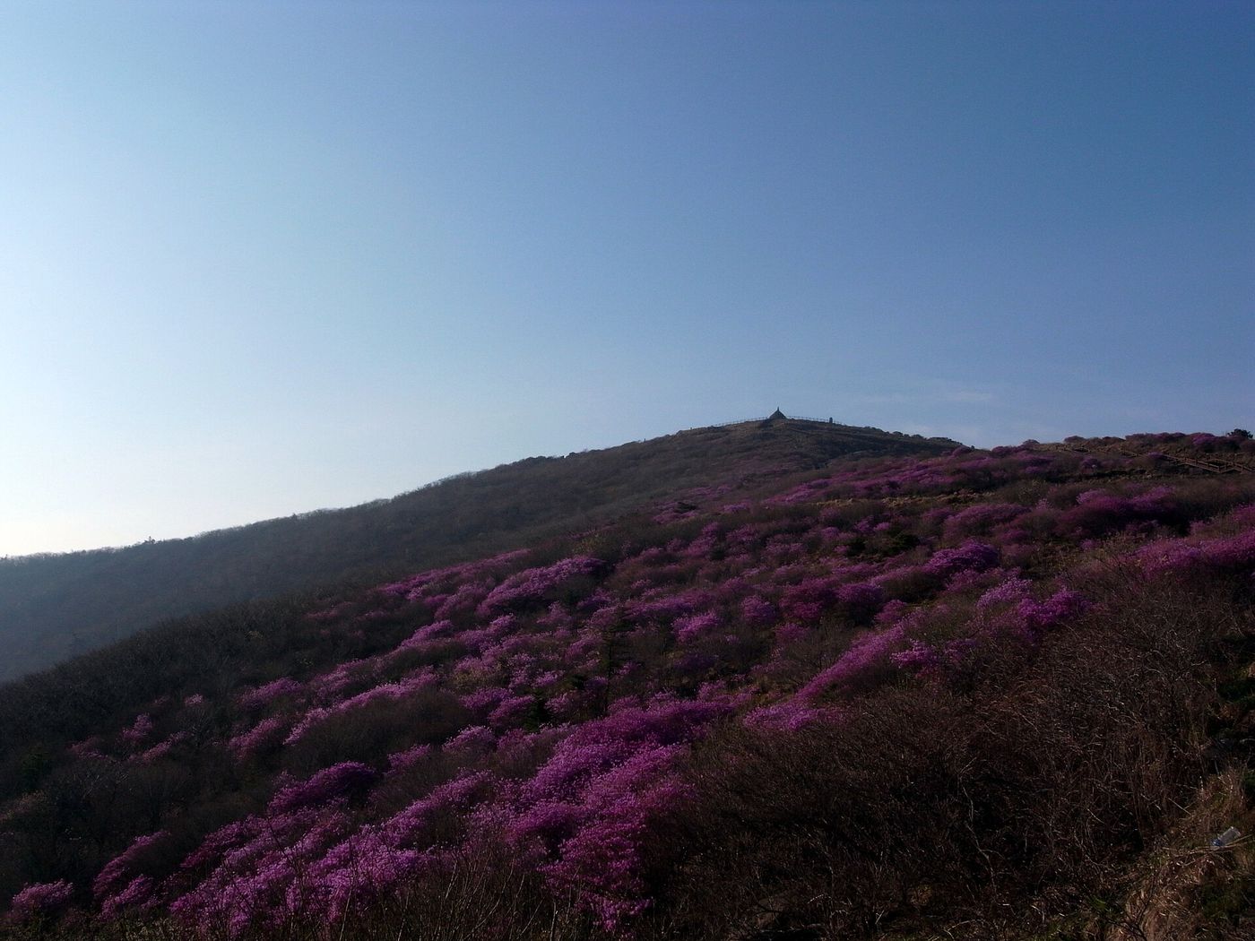 분홍 봄꽃이 물든 지리산 봄 능선, 부드러운 산줄기가 파란 하늘 아래로 넉넉하게 이어진다