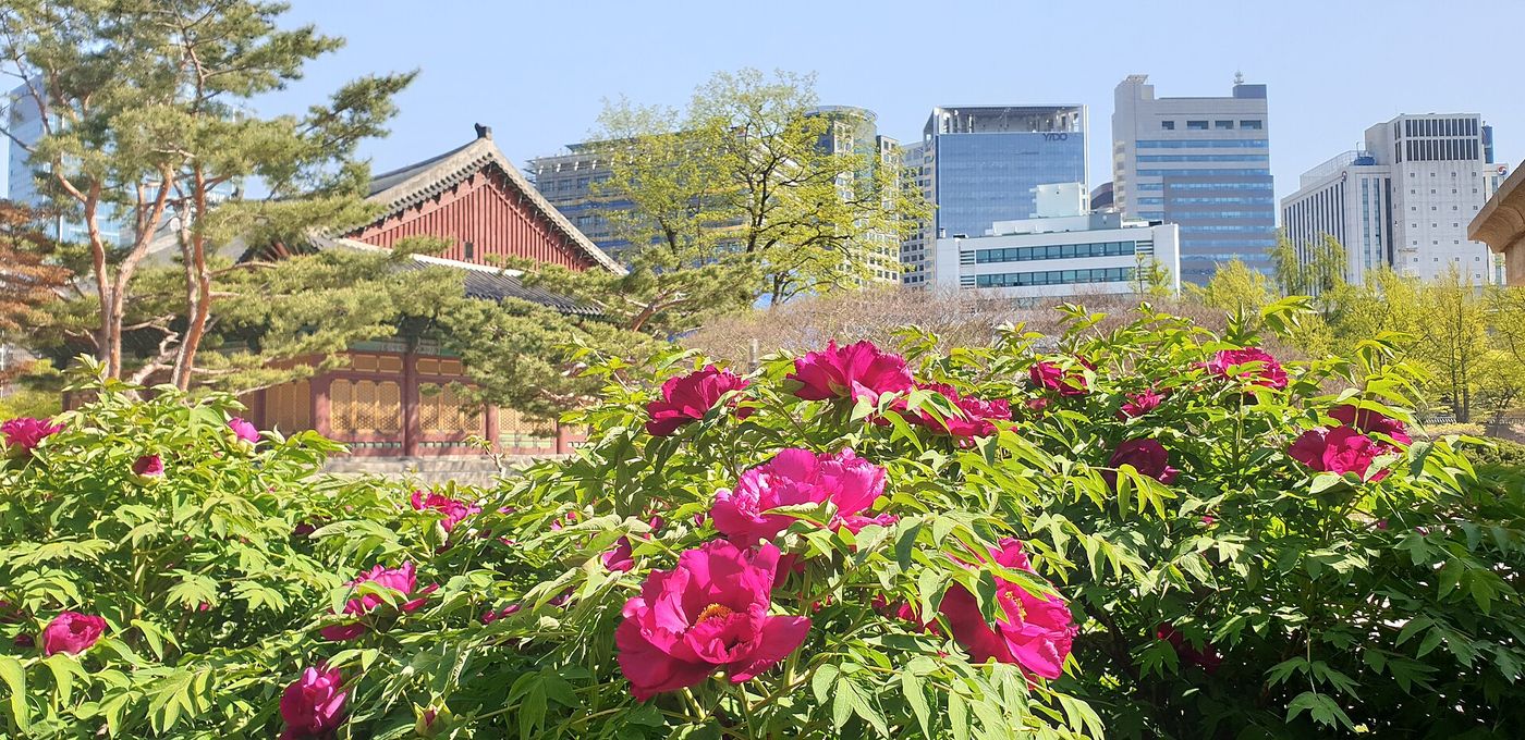봄날의 경복궁 — 활짝 핀 모란꽃 너머로 단청 전각과 도심 빌딩이 함께 담긴다