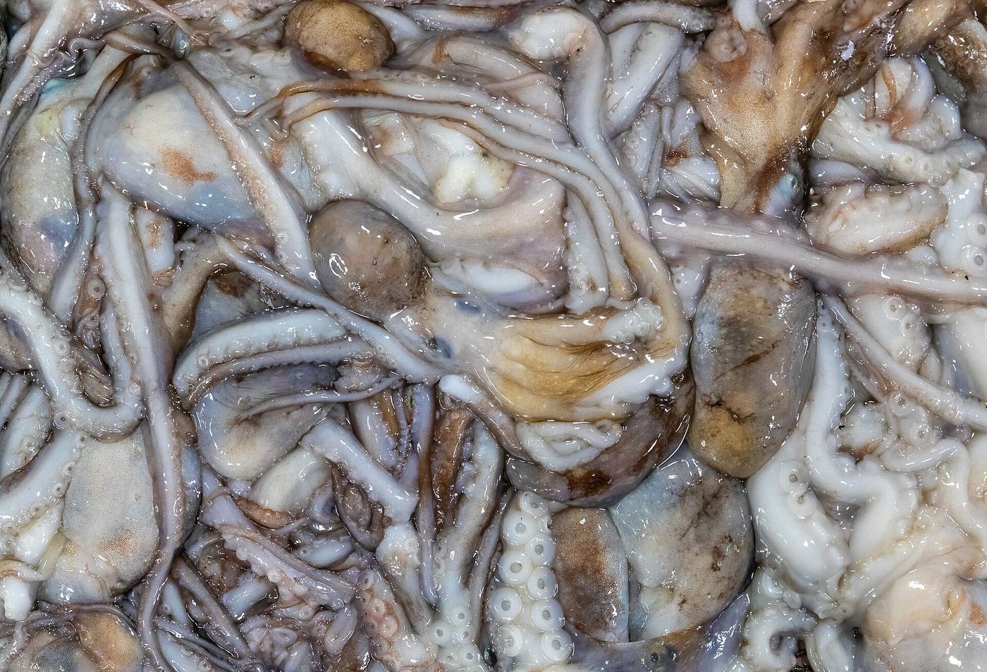 노량진 수산시장에 갓 들어온 낙지 — 도심에서 즐기는 싱싱한 바다 맛