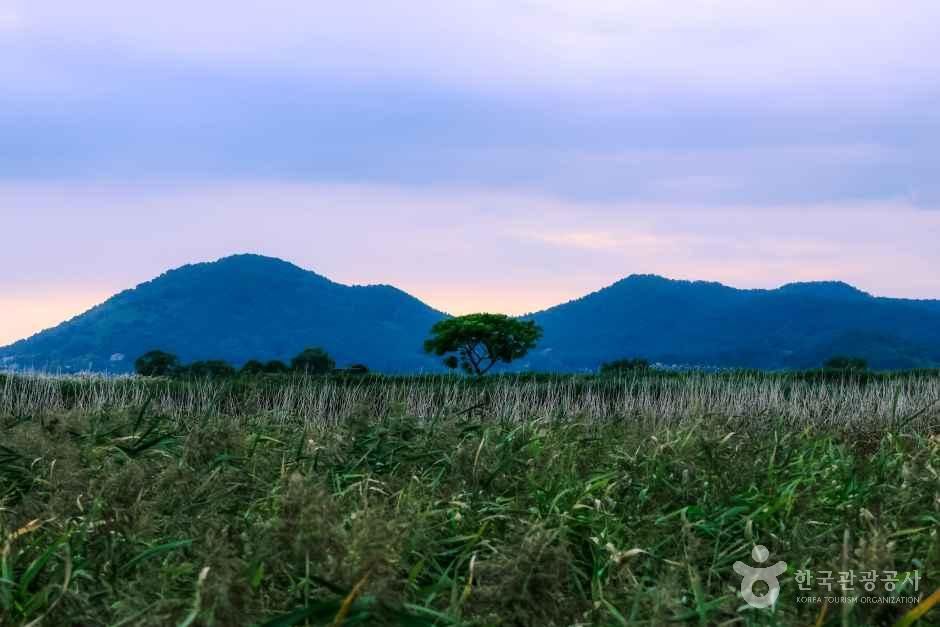 해 질 녘 순천만 갈대밭 너머로 두 봉우리 사이 한 그루 나무가 선 풍경
