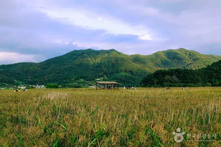 여름 끝 누렇게 익어 가는 순천만 갈대밭과 너른 들녘