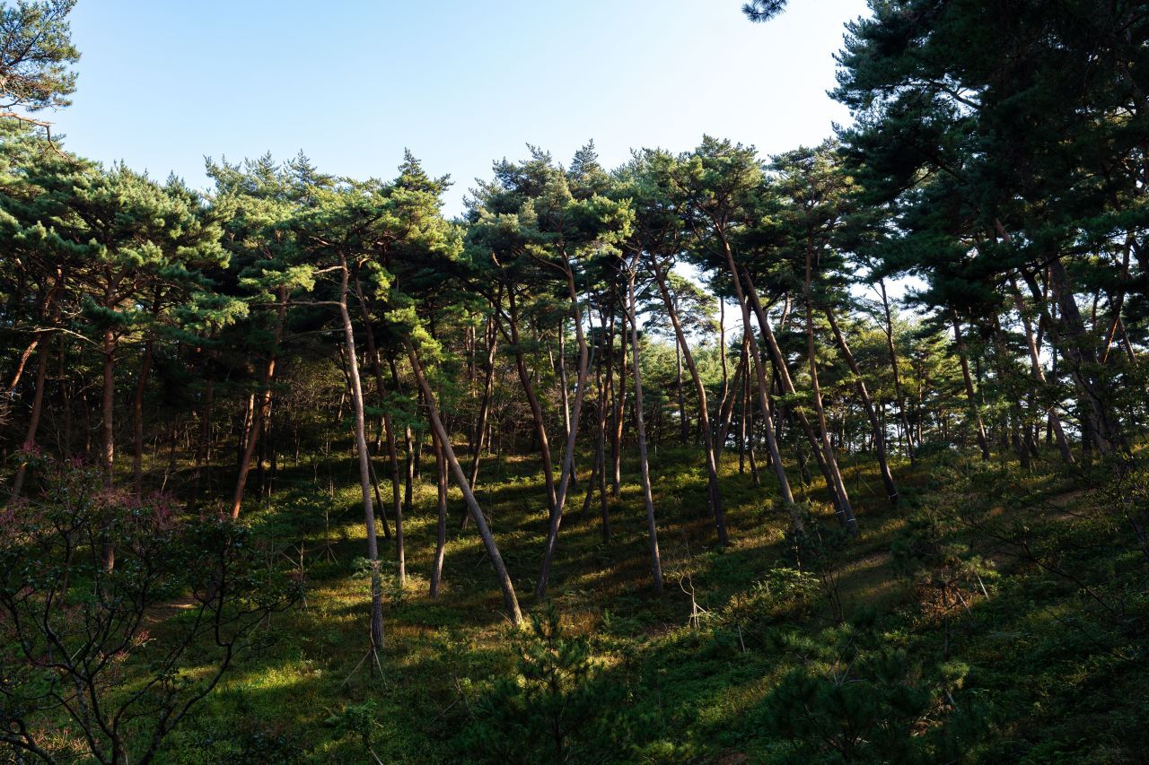 안면도 안면송 솔숲 — 곧게 뻗어 오른 소나무들