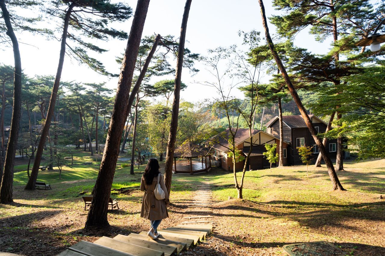 안면도자연휴양림 — 솔숲 사이로 난 산책로