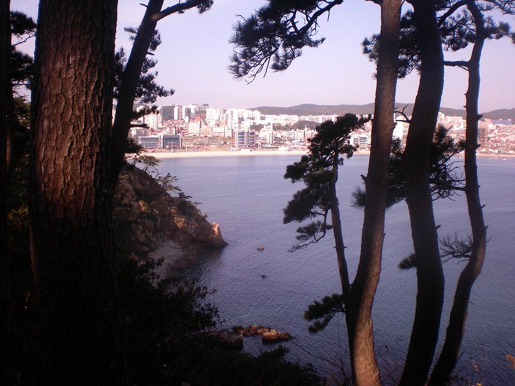 솔숲 사이로 내려다본 일산해수욕장과 도심