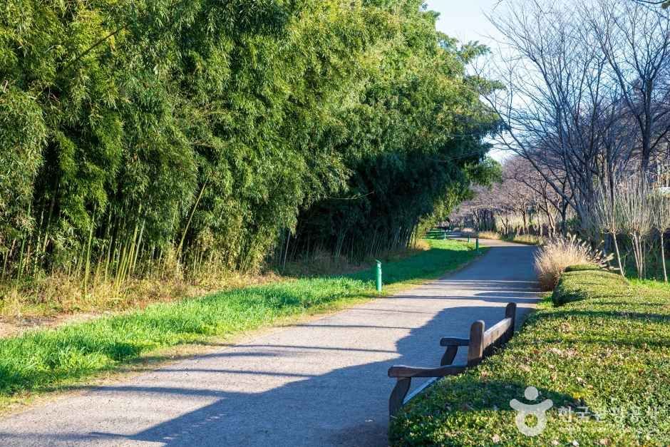 태화강 십리대숲 산책로 — 대숲 그늘 옆으로 벤치가 놓인 강변 길