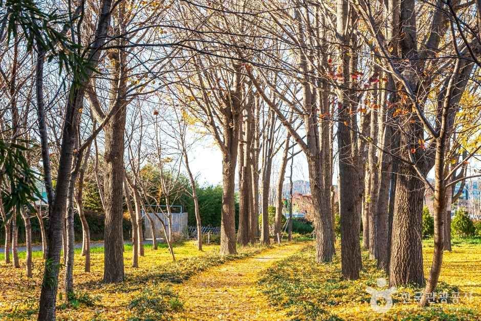 태화강변 은행나무길 — 노랗게 깔린 낙엽 위로 물든 나무들이 늘어선 가을 산책로