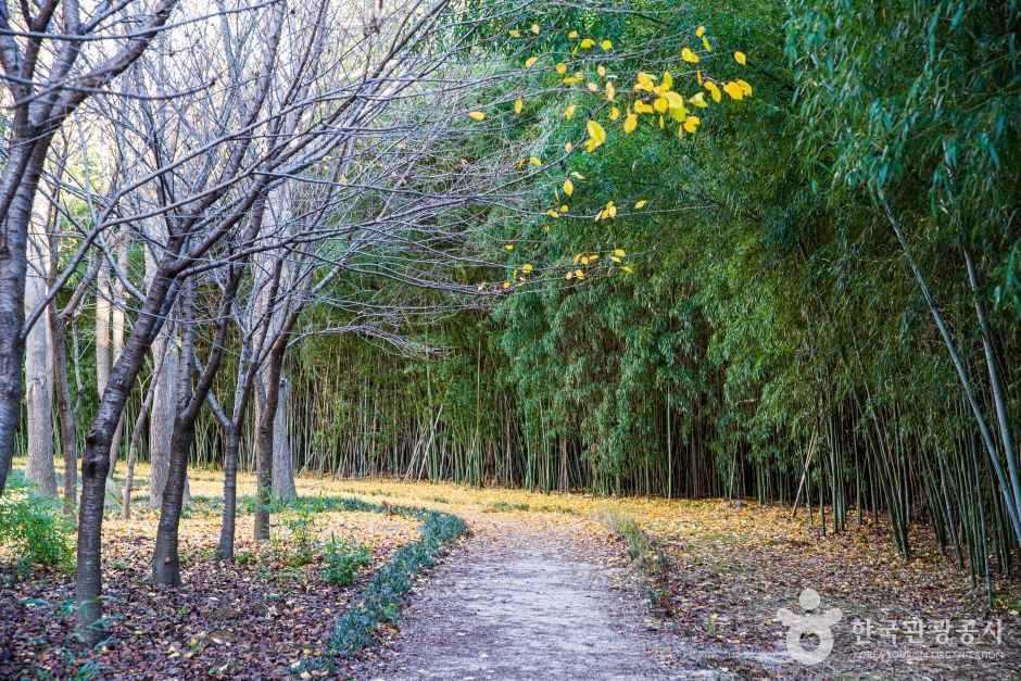 가을 대숲길 — 대나무의 초록 옆으로 노랗게 물든 활엽수가 함께 드는 오솔길