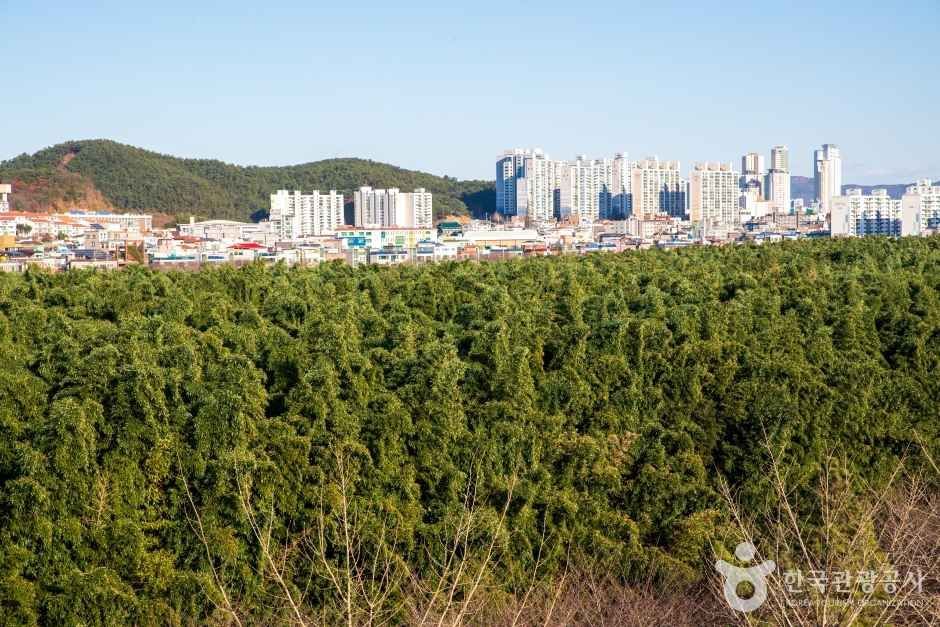 도심 속 십리대숲 — 아파트 숲을 배경으로 강변을 따라 넓게 펼쳐진 대나무 숲
