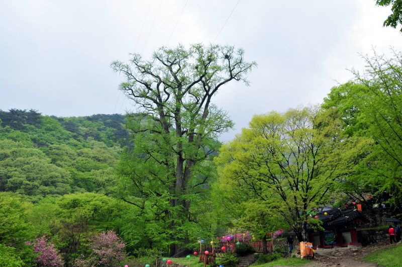 봄날의 용문사 은행나무 — 막 돋아난 연둣빛 새잎과 산자락 신록 사이로 색색의 연등이 걸렸다