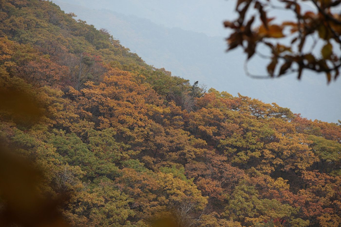 가을빛으로 물든 소백산 산허리 — 칼날 바위가 아니라 키 작은 나무가 덮은 부드러운 능선이 이어진다