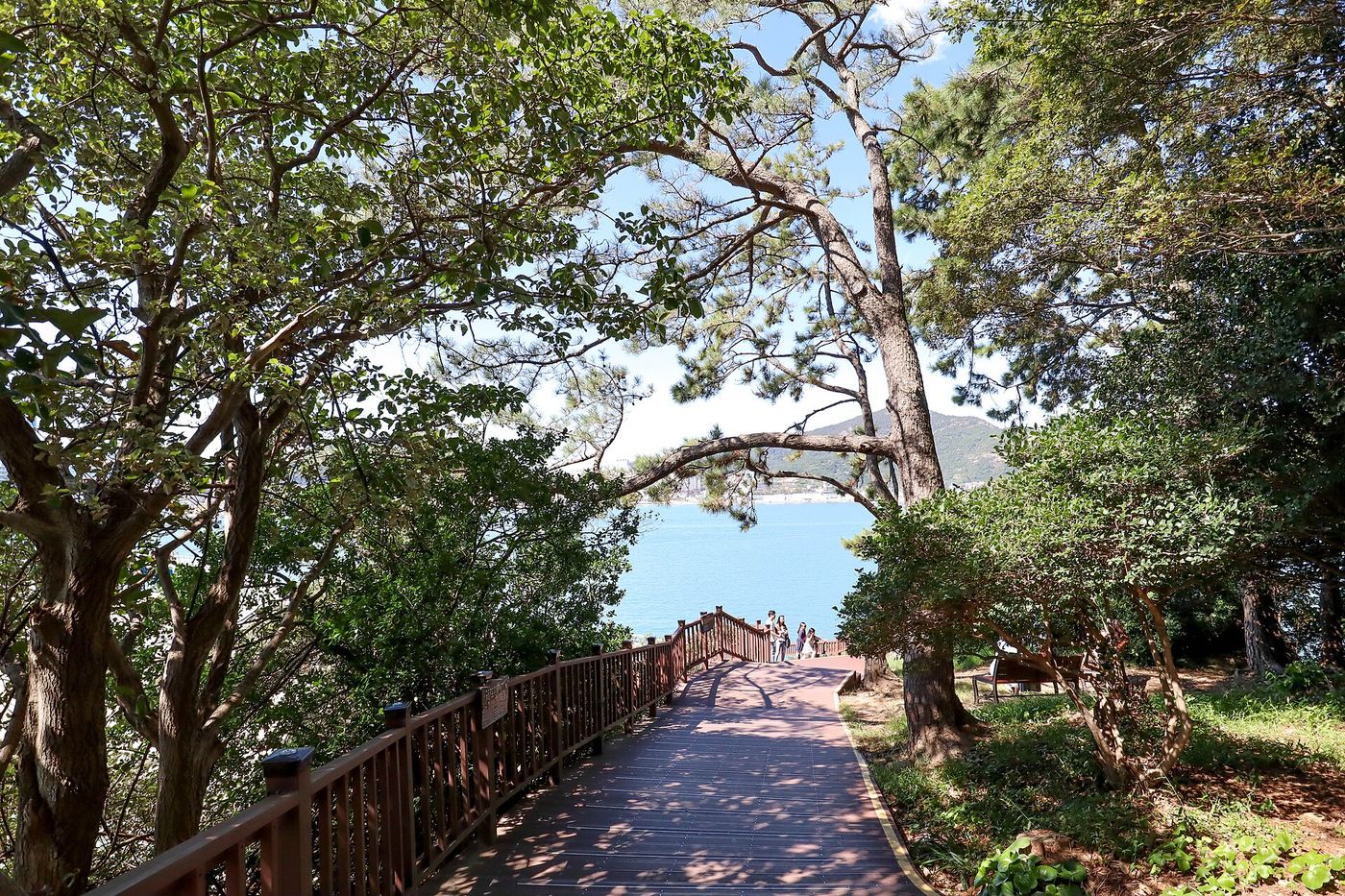 소나무 사이로 난 오동도 해안 산책로