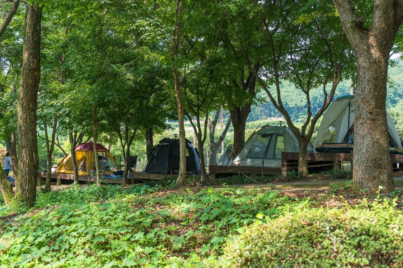 용인 자연휴양림 숲속 데크에 자리한 캠핑장, 나무 그늘 아래 쉼